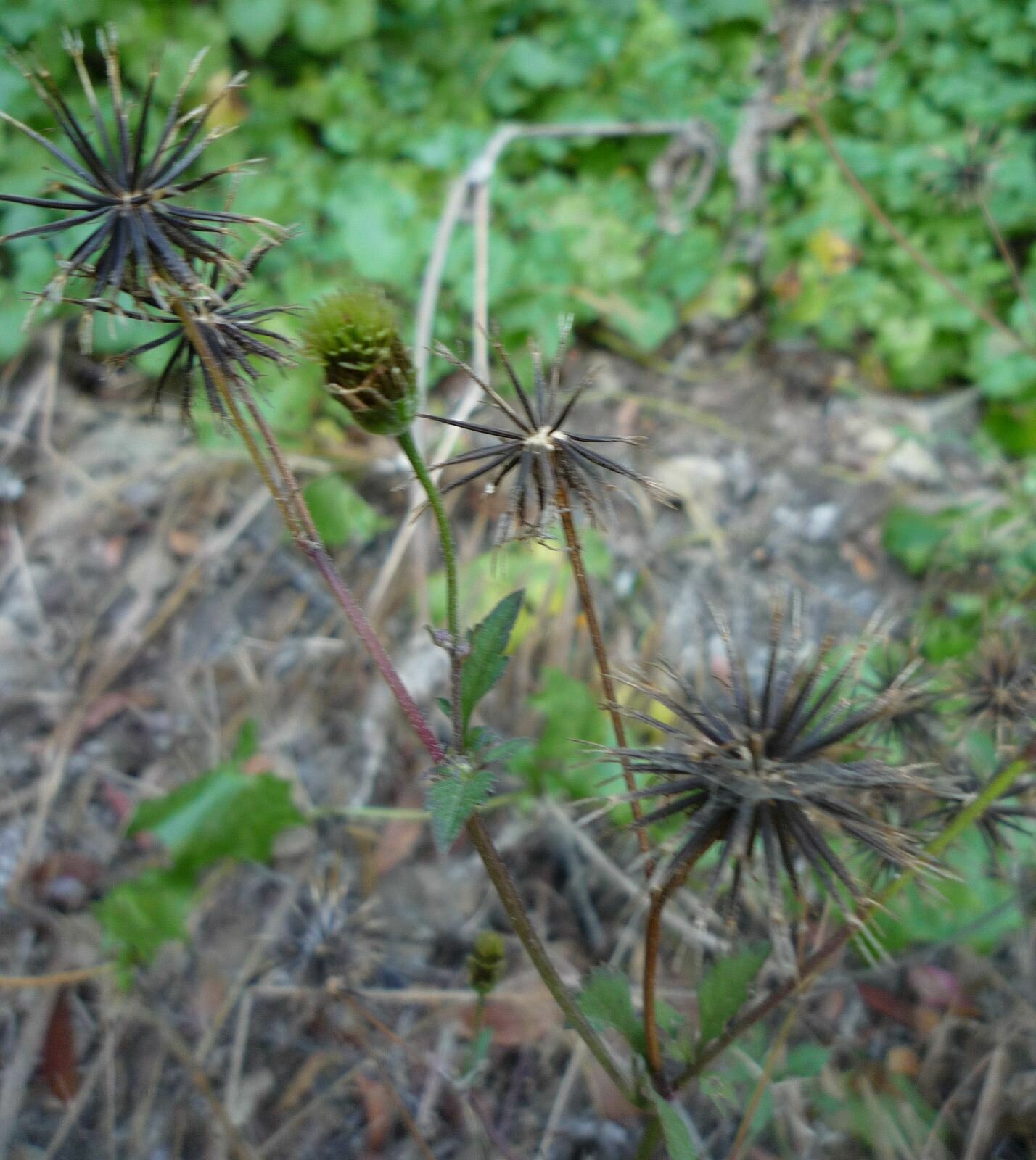 High Resolution Bidens pilosa Fruit